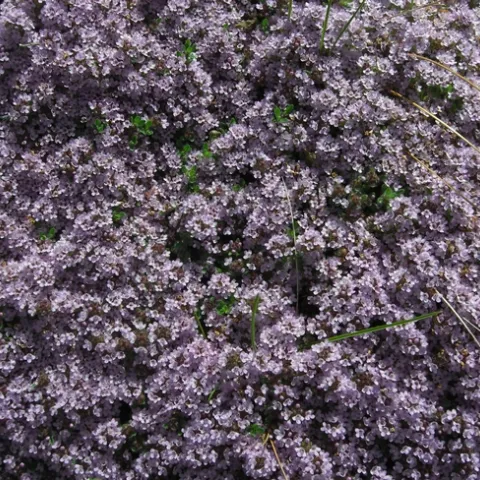 Light purple creeping thyme in bloom