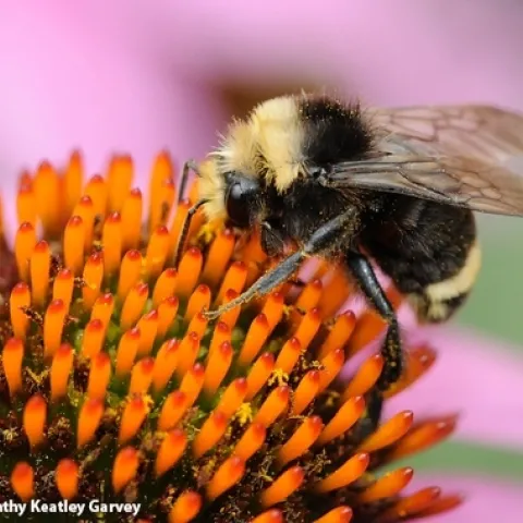 A male yellow-faced bumble bee, Bombus vosnesenskii, nectaring on a purple coneflower in Salem, Ore. (Photo by Kathy Keatley Garvey)