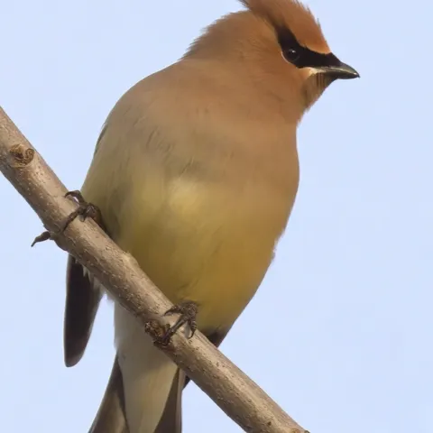 Cedar Waxwing, Richard Brown.