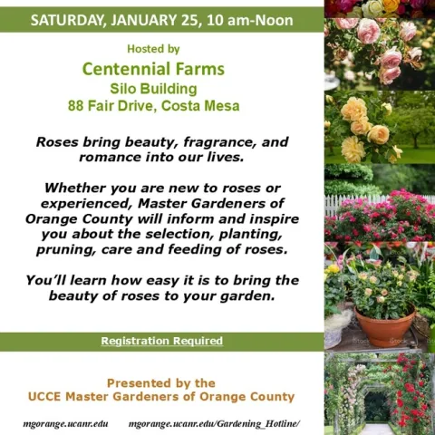 Your Perfect Rose Garden Awaits – Learn How at Our Event!