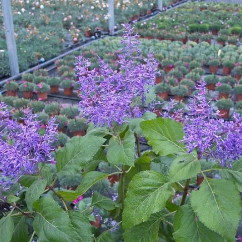 Plectranthus ecklonii by douneika is licensed under CC BY-NC-SA 2.0.