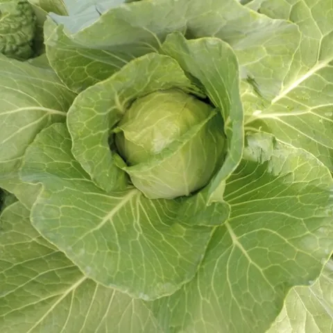 Katerina, 5-8-24 (phitchcock)