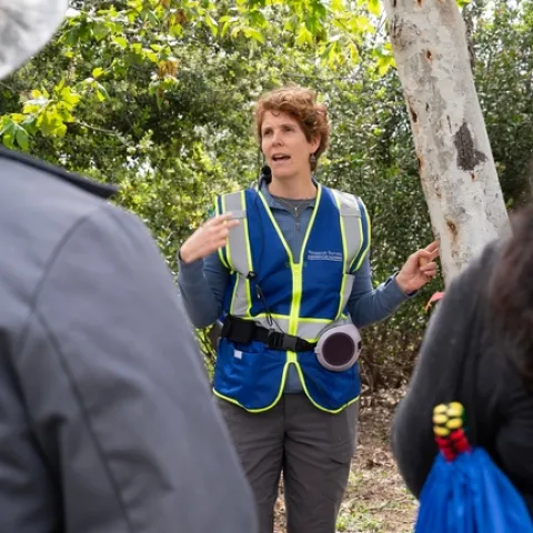 La experiencia de Beatriz Nobua-Behrmann, asesora de Extensión Cooperativa de UC, a quien se aprecia en la fotografía capacitando a voluntarios en la identificación de señales de la presencia del escarabajo barrenillo en el sur de California, informa ahora sobre la respuesta del ISHB en las comunidades del norte de California. Fotografía por Krystle Hickman, UC IPM