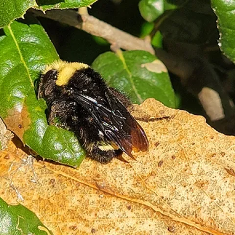 The yellow-faced bumble bee, Bombus vosnesenzkii, on an oak leaf at the Glen Cove Waterfront Park, as photographed on Jan. 11 by Michael Kwong.