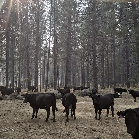 A couple dozen black cows surrounded by hazy air hoof it through forested land.
