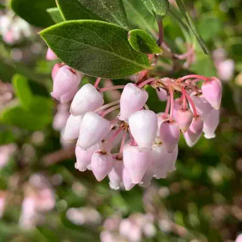 Manzanita Howard McMinn in bloom in January. Laura Kling.jpg