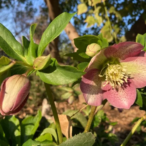 Lenten rose blooms well before the beginning of Lent in Fresno County. Enjoy now! (Photo: Jeannette Warnert)