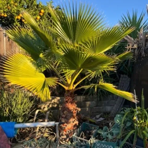 Washingtonia robusta. photos by Tina Saravia