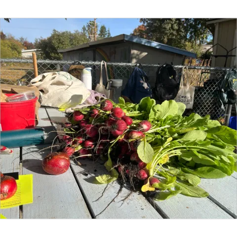Radishes from the test garden