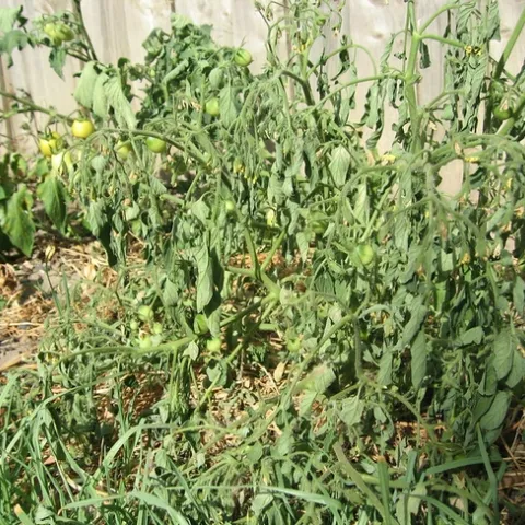 Wilted tomato plants in front of a wooden fence.