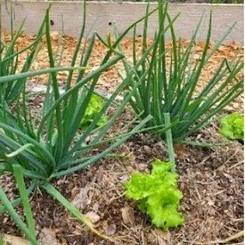 Photo of interplanting of shallots and lettuce