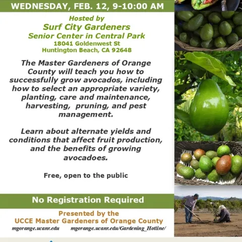 More Guac, Please! Learn to Grow Your Own Avocados