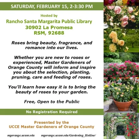 Grow Gorgeous Roses! Expert Tips to Make Them Thrive