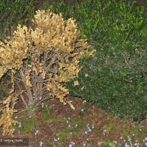 A brown, dying shrub in front of a row of healthy green shrubs.