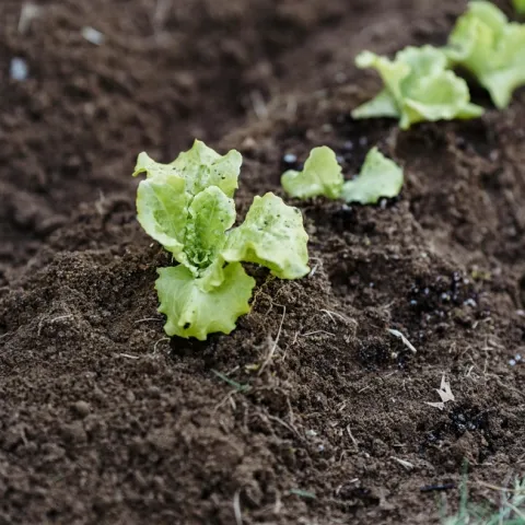 Small lettuce sprouts in well-prepared soil.