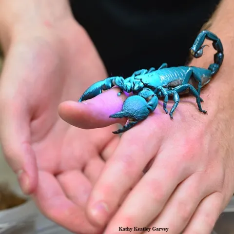 A scorpion fluoresces under ultraviolet (UV) light. See them at the Bohart Museum of Entomology during UC Davis Biodiversity Museum Day. (Photo by Kathy Keatley Garvey)
