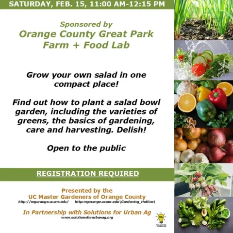 Fresh, Homegrown Salad—Learn How to Grow Yours