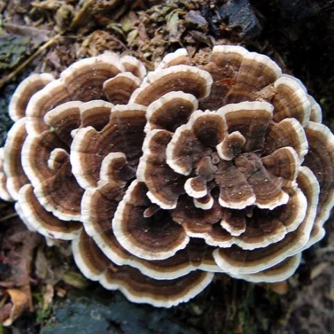 turkeytail fungus closer by zen is licensed under CC BY-NC-SA 2.0.