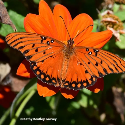 A Gulf Fritillary (Agraulis vanillae) nectaring on a Mexican sunflower (Tithonia rotundifola) in a Vacaville garden. (Photo by Kathy Keatley Garvey)