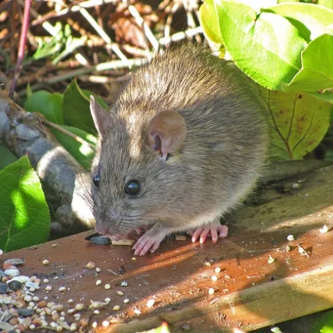 Small brown rat on a board eating bird seed.