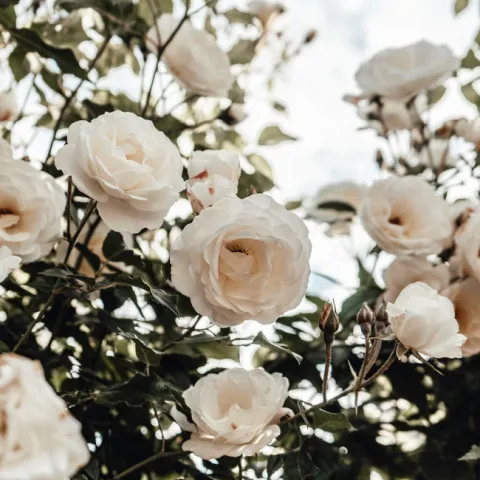 Light pink roses bush