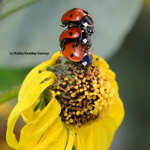 Lady beetles, aka ladybugs, are a crowd pleaser on Valentine's Day. (Photo by Kathy Keatley Garvey)