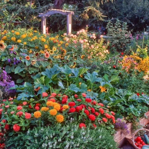A colorful garden