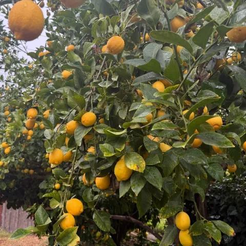 Photo of lemons on Lorie's Eureka lemon tree.