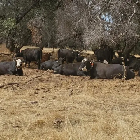 Cows gathering in the shade of a clump of trees