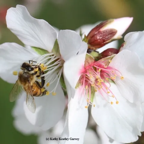 A honey bee pollinating an almond blossom. (Photo by Kathy Keatley Garvey)