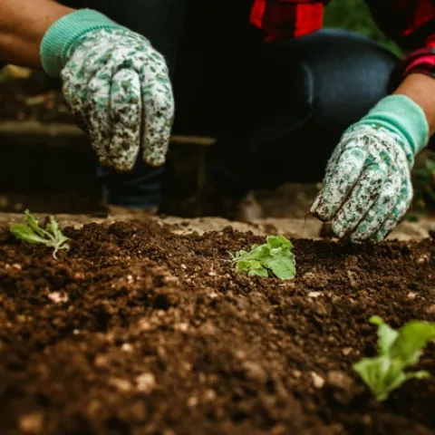 It's time to start working in the vegetable garden. (Photo: Helena Lopes via Pexels)