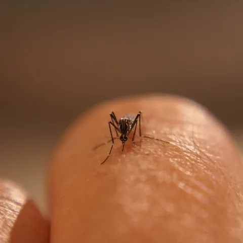 Aedes aegypti mosquitos, originally from Africa, are a nuisance in Fresno County. (Photo: Jodi Holeman, Consolidated Mosquito Abatement District.)