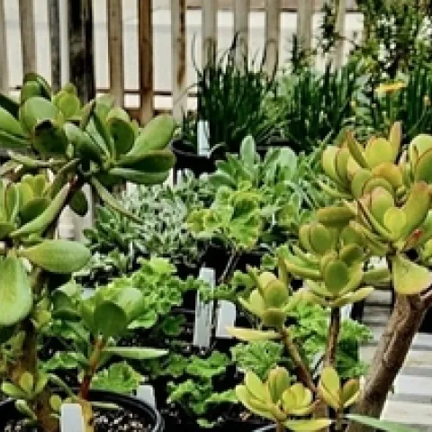 Photo of ornamental plants available at the plant sale.