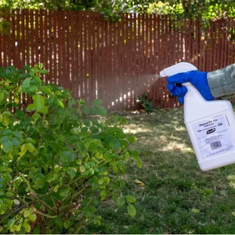 A person wearing rubber gloves using a spray bottle to spray pesticide on a rose bush outside.