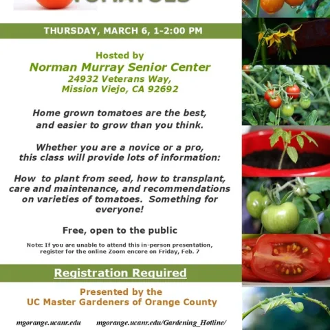 Novice or Pro? Unlock Tomato Growing Secrets in This Class