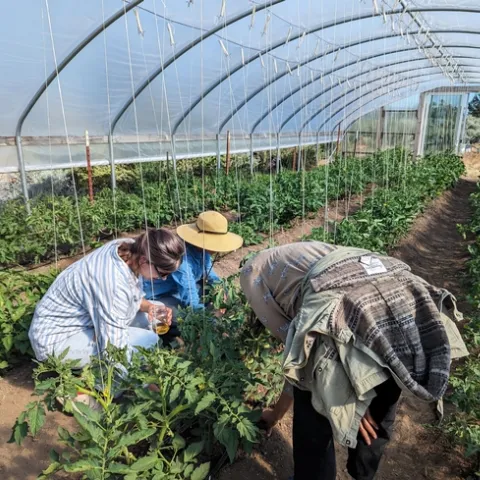 Asesoras de UCCE observando las innovaciones y necesidades de los productores locales 