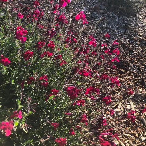 Salvia greggii. Ellen Michels