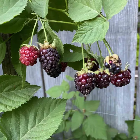 Boysenberries. Joyce Hill