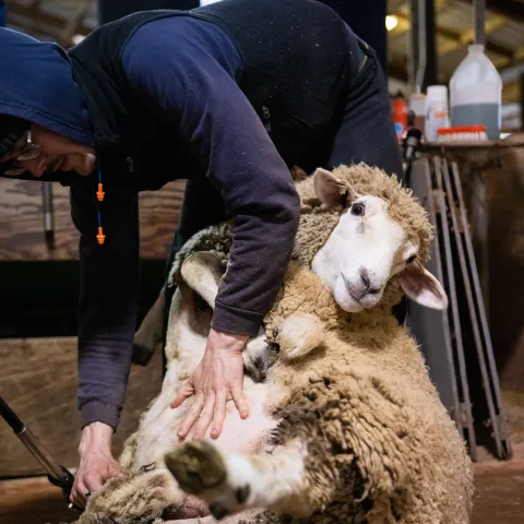 Trevor shearing sheep