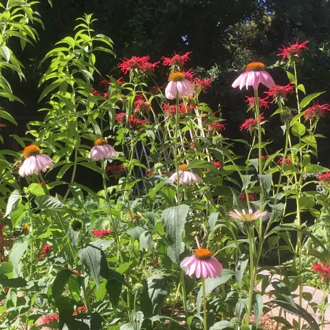 Lemon verbena, bee balm and echinacea growing together are a good example of companion planting. Joyce Hill.jpg