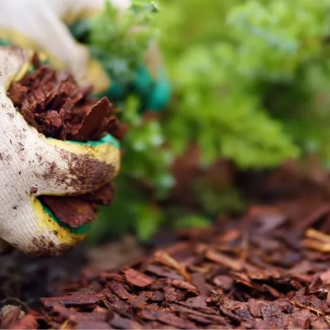 Person wearing gardening gloves spreading mulch in a garden bed.