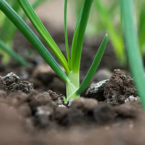 Green onions planted in the garden