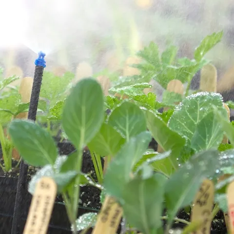 seedlings being watered by a mister
