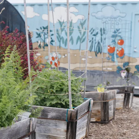 A container garden with a mural in the background.
