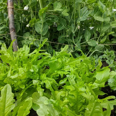 Spring food garden Sonoma County