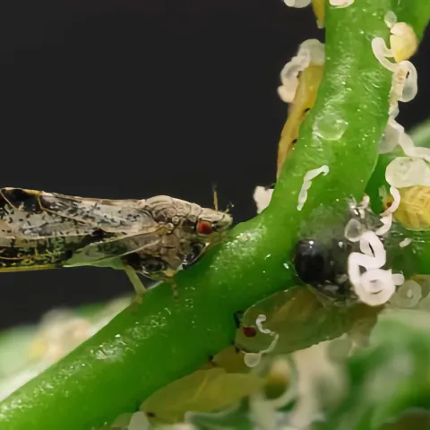 Small tan and black winged insect and curls of waxy frass