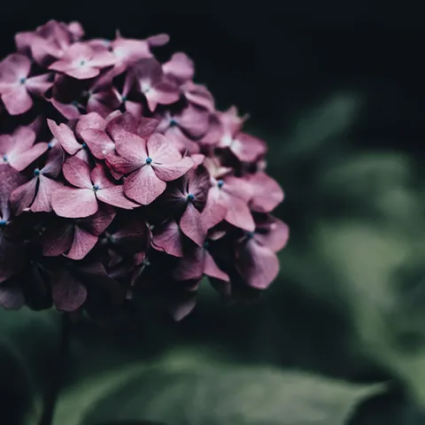 hydrangea