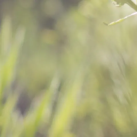 banner lawn replacement