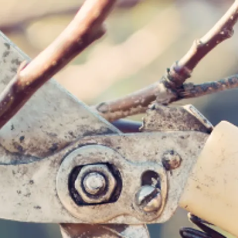 Pruning shears