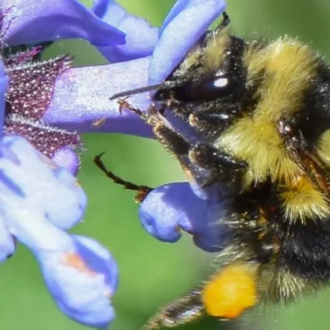 Bumble Bee enjoying a lupine flower 